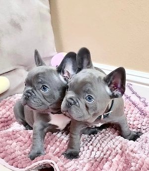 Französische Bulldoggen Welpen