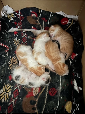Süße babykatzen 