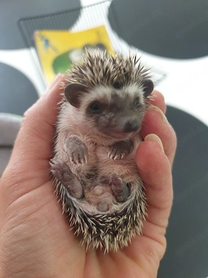 Weißbauchigel 