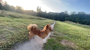 Chihuahua Deckrüde Rocky 