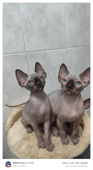 Kanadische Sphynx Kitten mit Stammbaum     