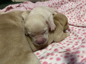 Labrador Welpen mit Stammbaum 
