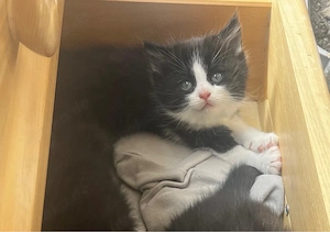 7 süße Katzenbabys abzugeben   verspielt und stubenrein Bild 3