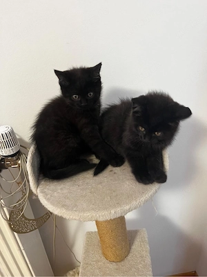 7 süße Katzenbabys abzugeben   verspielt und stubenrein Bild 5
