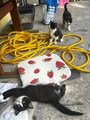 7 süße Katzenbabys abzugeben   verspielt und stubenrein Bild 2