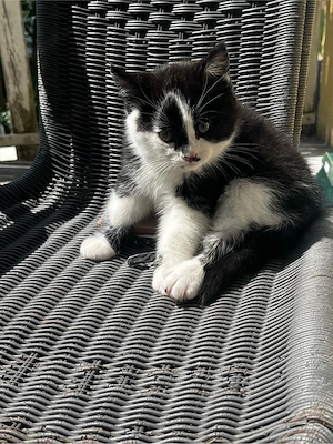 7 süße Katzenbabys abzugeben   verspielt und stubenrein Bild 8