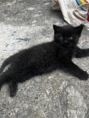 7 süße Katzenbabys abzugeben   verspielt und stubenrein Bild 4