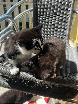 7 süße Katzenbabys abzugeben   verspielt und stubenrein Bild 7