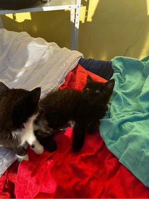 7 süße Katzenbabys abzugeben   verspielt und stubenrein Bild 6