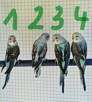 Blackwing Wellensittiche 
