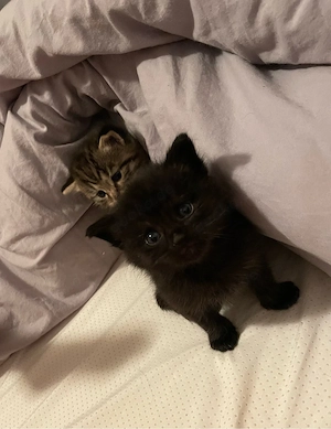 Noch 2 bkh kitten zu haben 