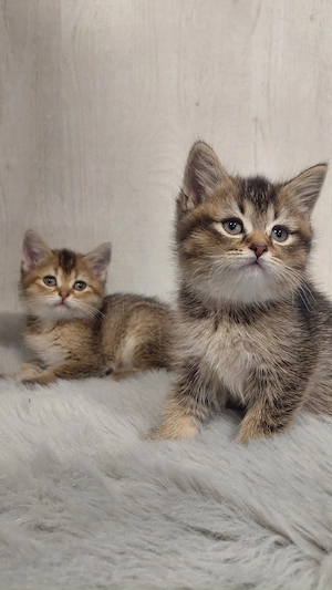 BKH-Kurzhaar-Kitten