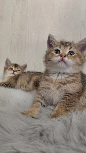 BKH-Kurzhaar-Kitten