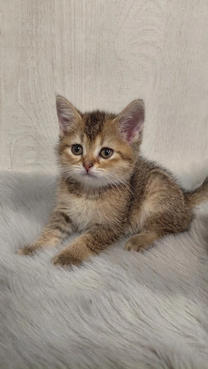 BKH-Kurzhaar-Kitten