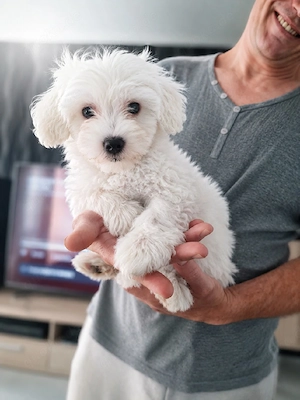 Wunderschönes schneeweißes Maltipoo Mädchen sucht ein liebevolles Zuhause 
