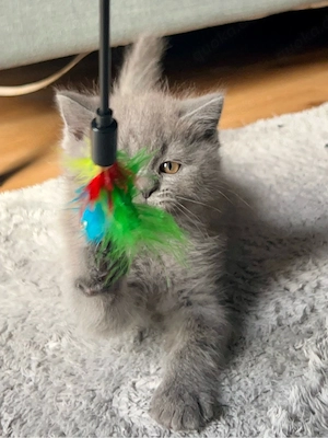 BKH Kitten reinrassig - Suchen Lieblingsmenschen