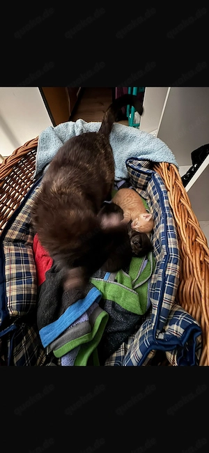 Katze mit Kitten abzugeben (am besten in Kein Kinderhaushalt)