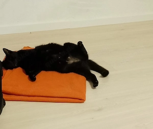 Zuhause gesucht   kleine Seelen mit großem Herzen  Bild 2