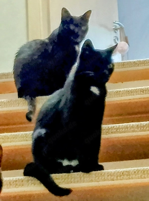 Zuhause gesucht   kleine Seelen mit großem Herzen  Bild 3