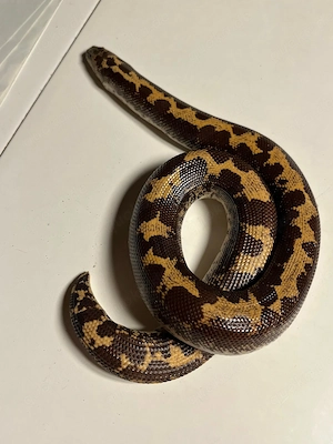 Ägyptische Sandboa 0.1 DNZ Gongylophis colubrinus