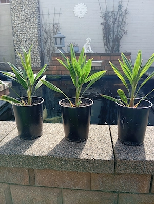 Chinesische Hanf Palmen Trachycarpus Fortunei Winterhart