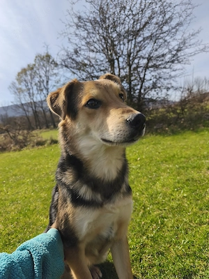 Kleiner Schäferhund Mix Rüde 10Mon 45cm 15kg bundesweit ausreisebereit