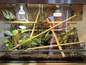 madagaskar taggecko Paar 