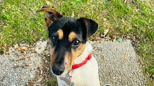 jackrussell terrier welpen