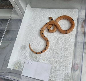 Königsnatter Lampropeltis Magmaking Hybriden 2025