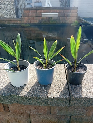 Chinesische Hanf Palmen Trachycarpus Fortunei Winterhart