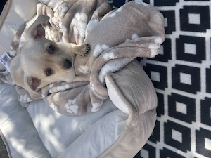 Süße Chihuahua Maus 