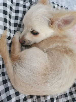 Chihuahua  Pomchi Welpe