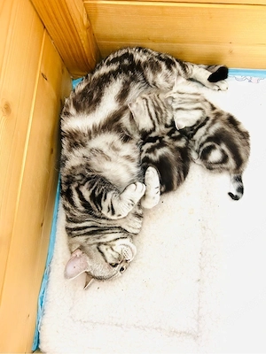 BKH-Kitten