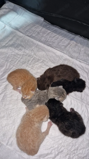 6 wunderschöne kitten
