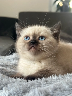BKH Kitten Chocolate Point * Nur noch 1 Kitten*
