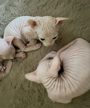 Canadian Sphynx mit Tasthaaren