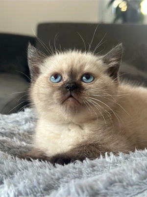 BKH Kitten *Abgabebereit* Bild 3