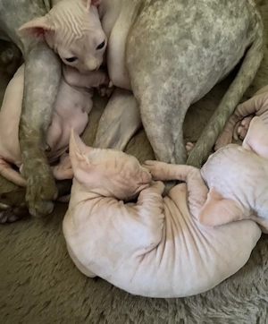 Canadian Sphynx mit Tasthaaren Bild 2