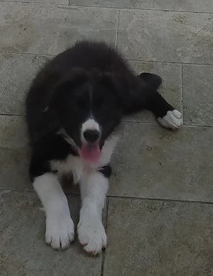 Border Collie Mix Rüde 3MON vom Hundetrainer aus Kroatien 