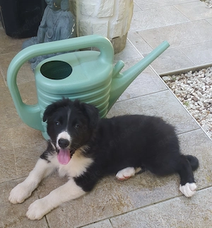 Border Collie Mix Rüde 3MON vom Hundetrainer aus Kroatien 