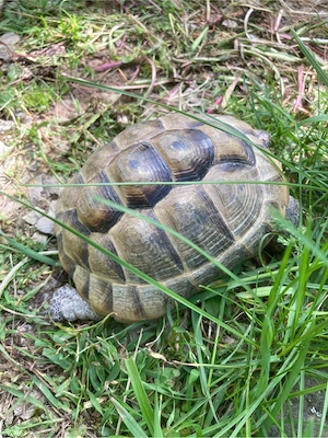 Maurische Landschildkröte 2017