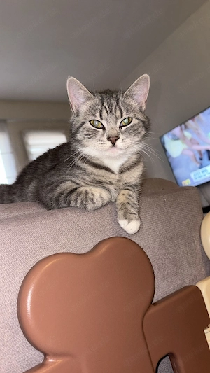 Britisch Kurzhaar Mix Katze  Bild 5