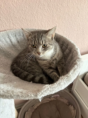 Britisch Kurzhaar Mix Katze  Bild 2