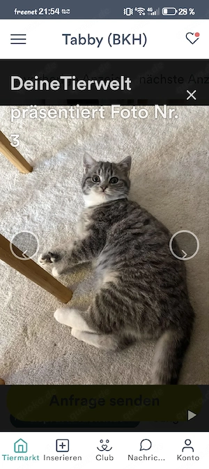 Britisch Kurzhaar Mix Katze  Bild 4