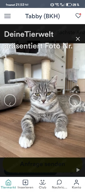 Britisch Kurzhaar Mix Katze  Bild 3