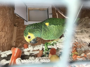 Pärchen Gelbkopfamazonen 