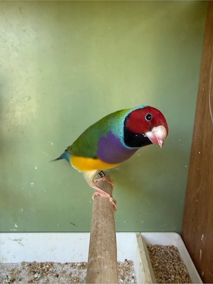 Gouldamadin