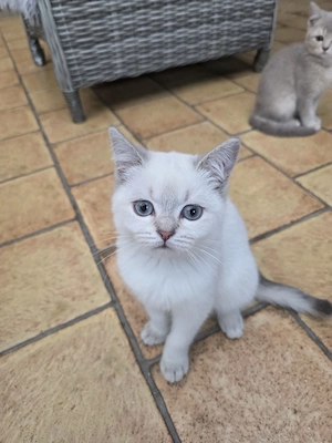 katzen suchen ein neues zuhause Bild 2