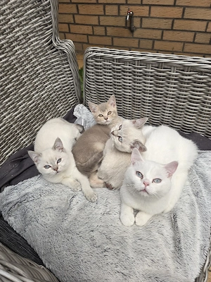 katzen suchen ein neues zuhause Bild 5