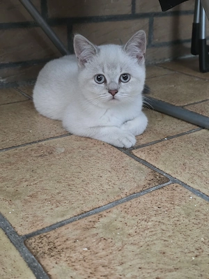 katzen suchen ein neues zuhause Bild 3